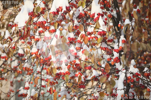 Image of red Apple apples  in snow