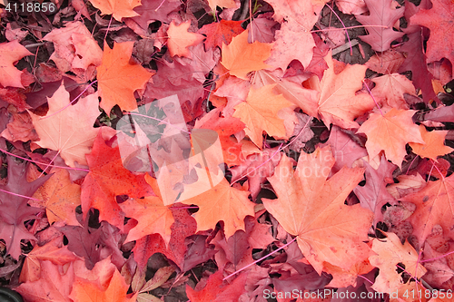 Image of autumn color background