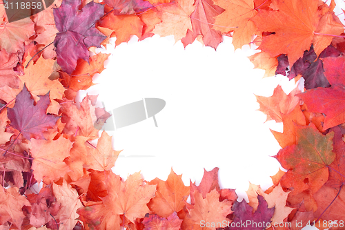 Image of autumn color background