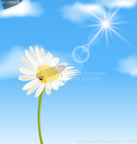 Image of Chamomile flower and blue sky with clouds
