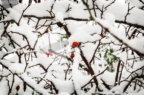 Image of Hawthorn berries on the bushes covered with snow.