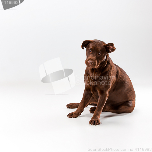 Image of The brown labrador retriever on white