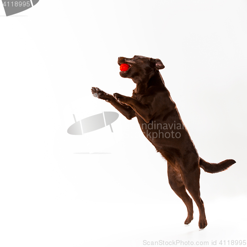 Image of The brown labrador retriever on white