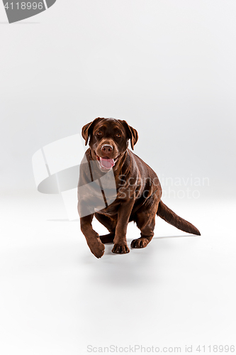 Image of The brown labrador retriever on white