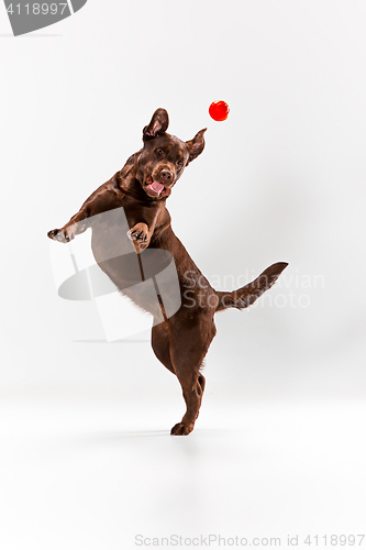 Image of The brown labrador retriever on white