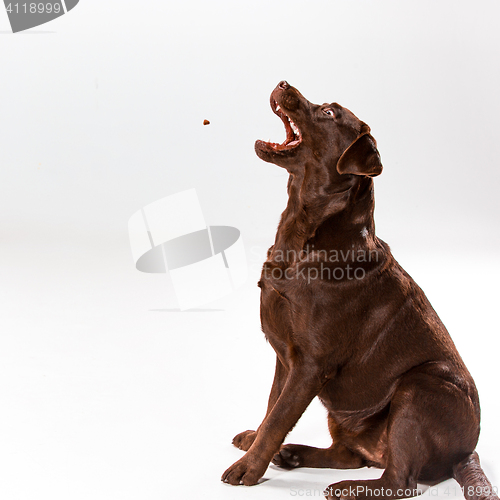Image of The brown labrador retriever on white