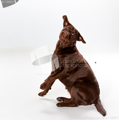 Image of The brown labrador retriever on white