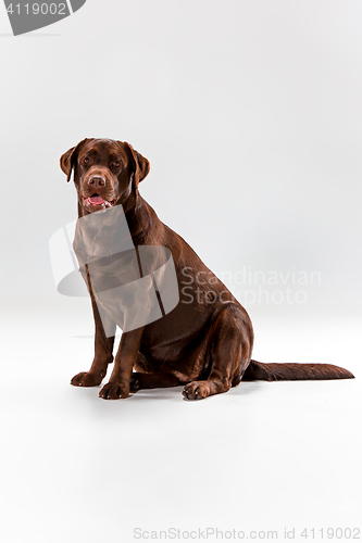 Image of The brown labrador retriever on white