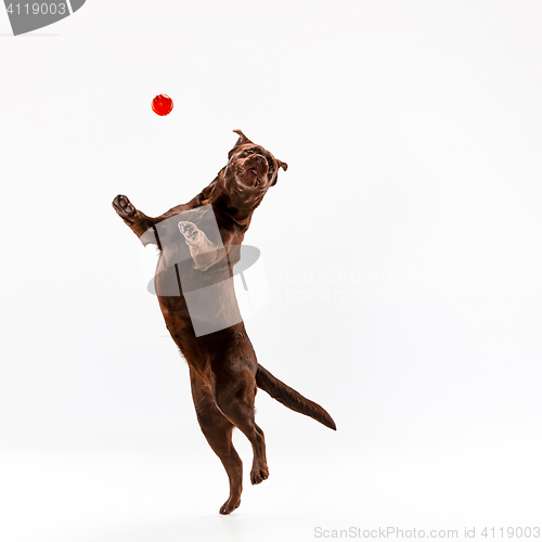 Image of The brown labrador retriever on white