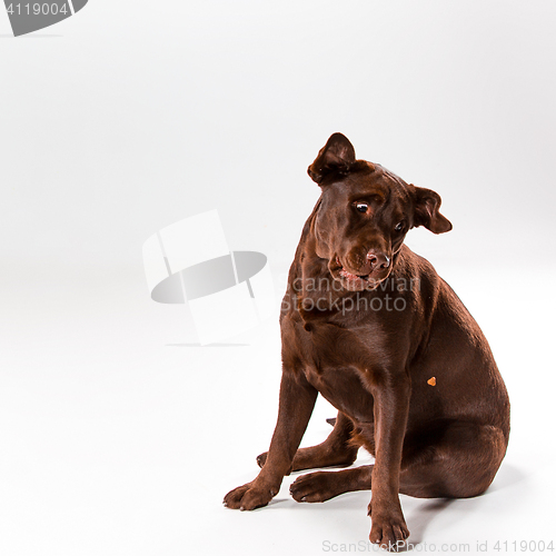 Image of The brown labrador retriever on white