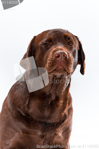 Image of The brown labrador retriever on white