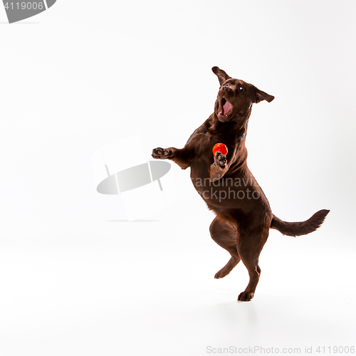 Image of The brown labrador retriever on white