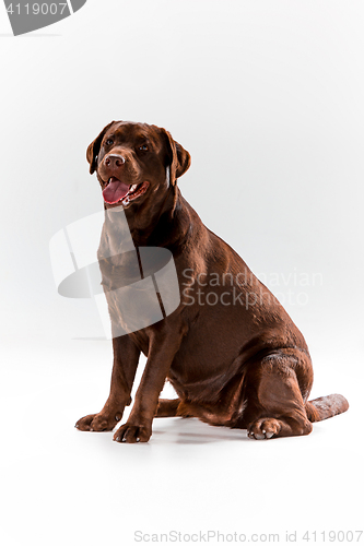 Image of The brown labrador retriever on white