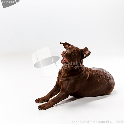 Image of The brown labrador retriever on white