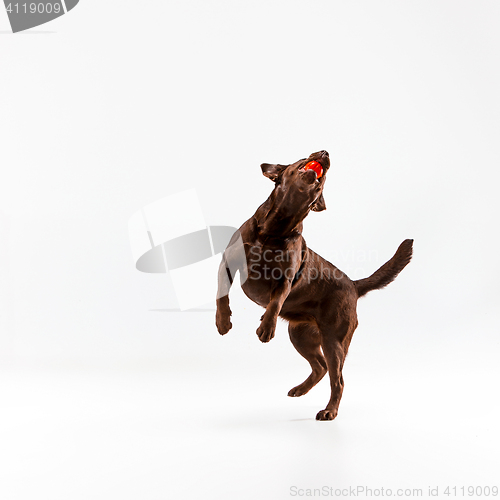 Image of The brown labrador retriever on white