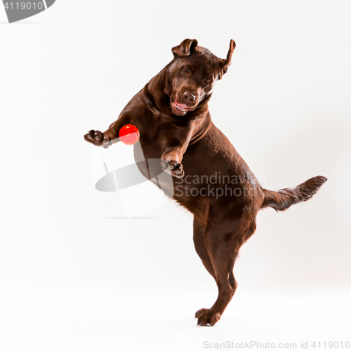 Image of The brown labrador retriever on white