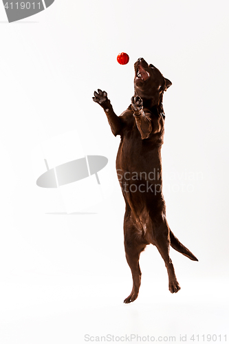 Image of The brown labrador retriever on white