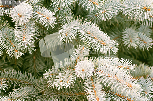 Image of Fluffy branches of a blue spruce.