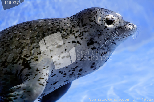Image of Young seal in the water.
