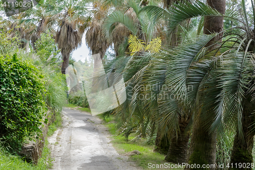 Image of Arboretum of tropical and subtropical plants.