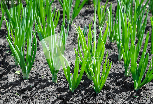 Image of To plant onions in the garden.