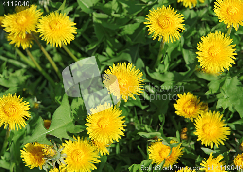 Image of Spring background of yellow dandelion meadow