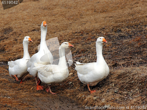 Image of Domestic geese graze on traditional village goose farm