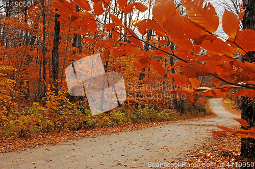 Image of Beautiful scenery in the forest.