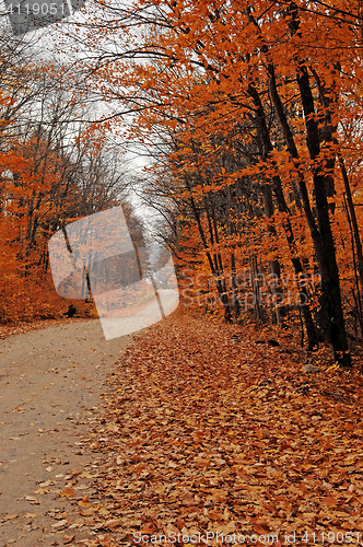 Image of Small street scenery in the forest.