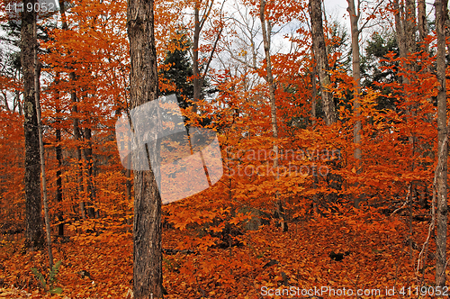 Image of Image of forest in the fall.