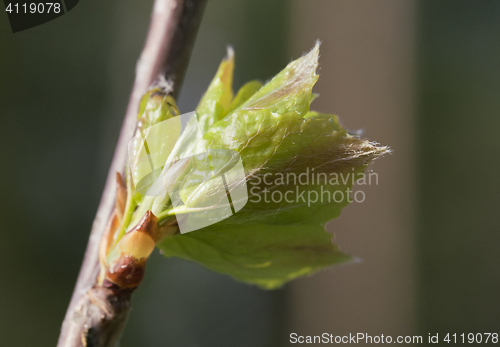 Image of Spring leaves, macro shot