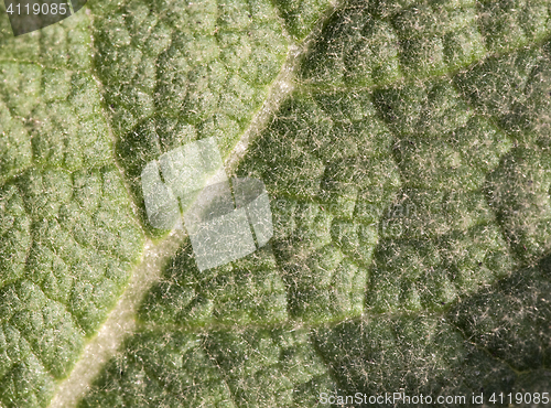 Image of Green leaf texture