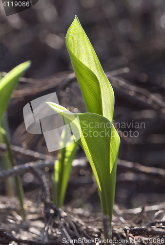 Image of Lily of the valley in spring