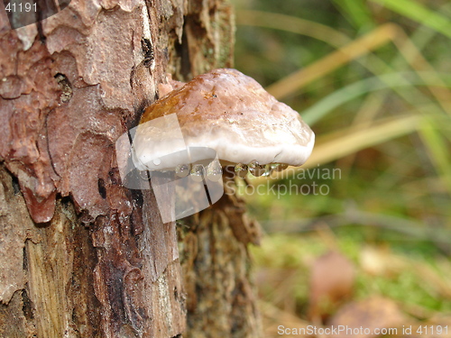 Image of birch fungus