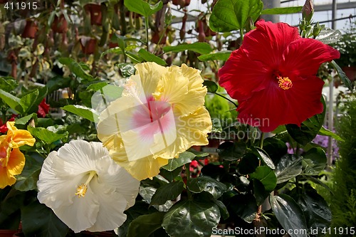 Image of Hibiscus flowers