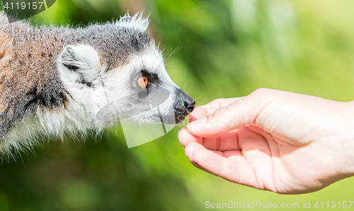 Image of Lemur with human hand - Selective focus