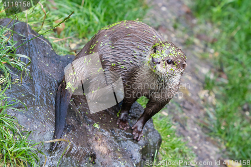 Image of Small claw otter covered in duckweed