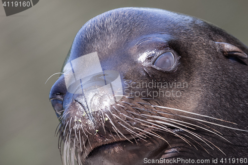 Image of Sea lion closeup