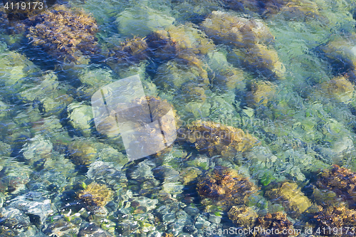 Image of Green stone in clear sea water