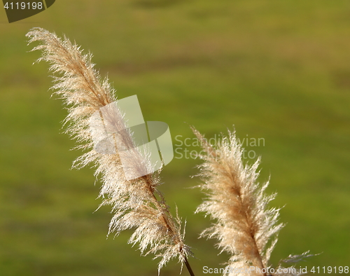 Image of Pampas Grass