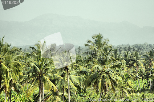 Image of mountains and jungle with palm trees of South-East Asia