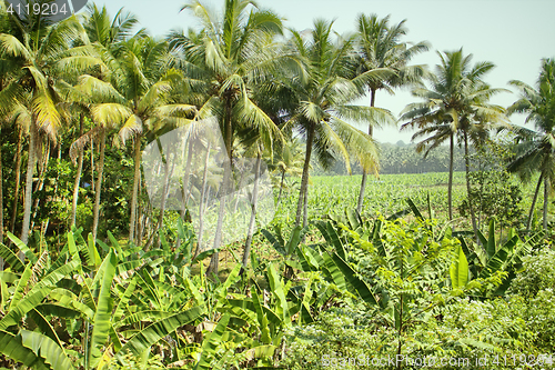 Image of Well-maintained plantations of coconut palms 1. 