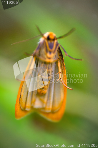 Image of Yellow moth in zero gravity