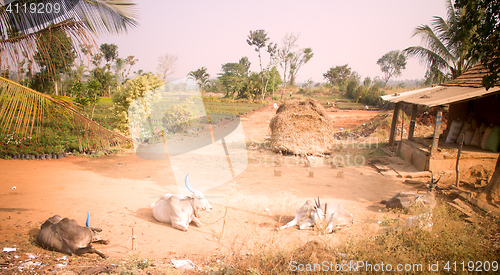 Image of Poor Indian household in province Andhra Pradesh 2