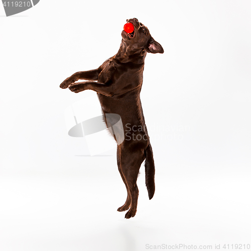 Image of The brown labrador retriever on white