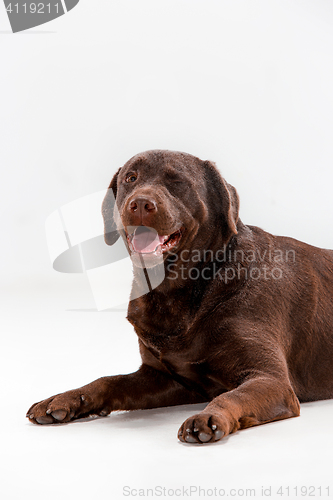 Image of The brown labrador retriever on white