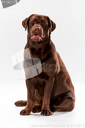 Image of The brown labrador retriever on white