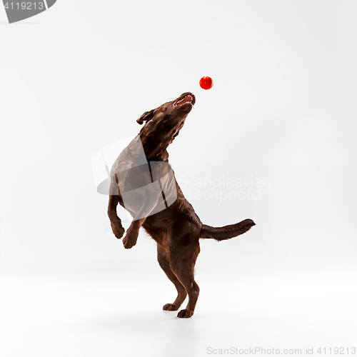 Image of The brown labrador retriever on white