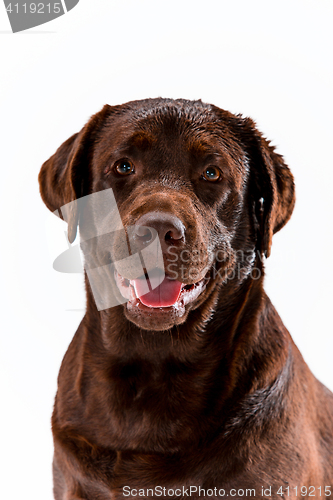 Image of The brown labrador retriever on white