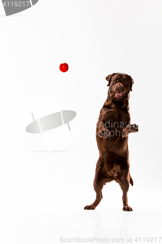 Image of The brown labrador retriever on white